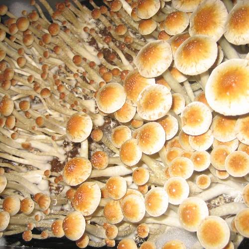 Amazonian mushrooms 1