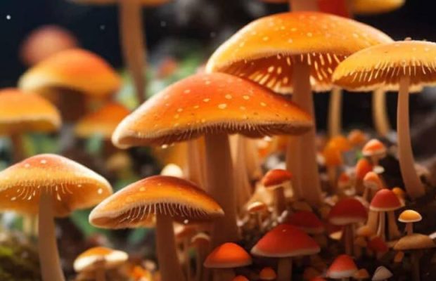 Amazonian mushrooms
