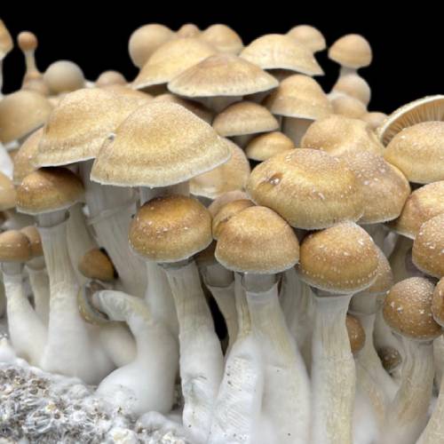 Mammoth Mushrooms 2