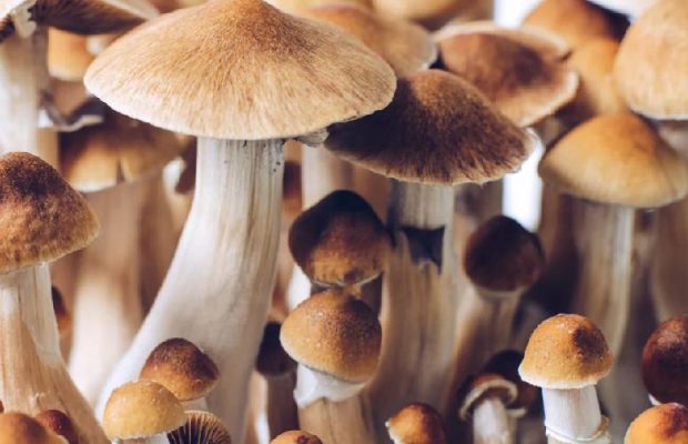 Golden Teacher