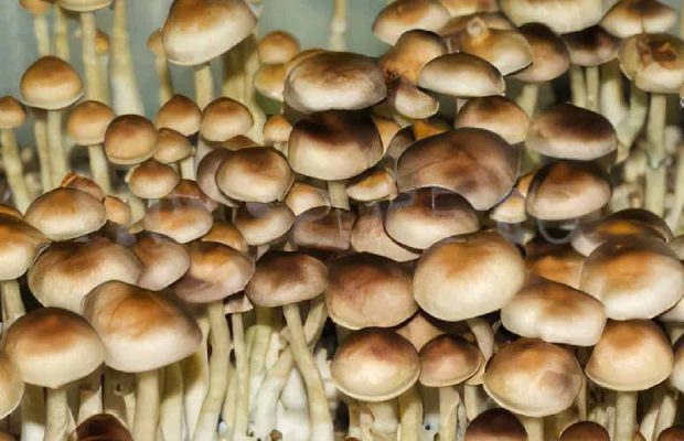 golden mammoth mushroom