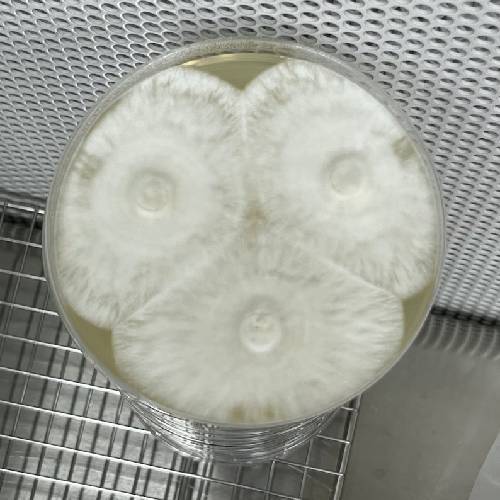 PREPOURED AGAR PLATES