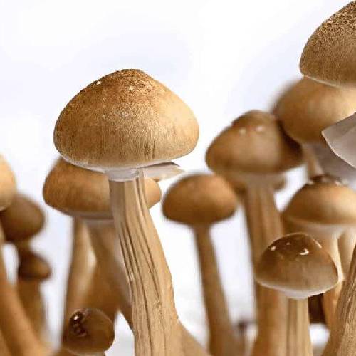White Golden Teacher Mushrooms