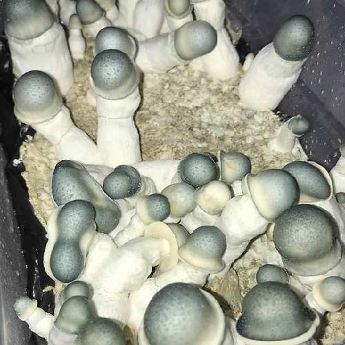 Albino Penis Envy Mushroom