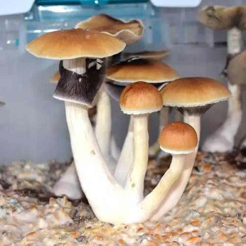 Blue Meanie Mushrooms