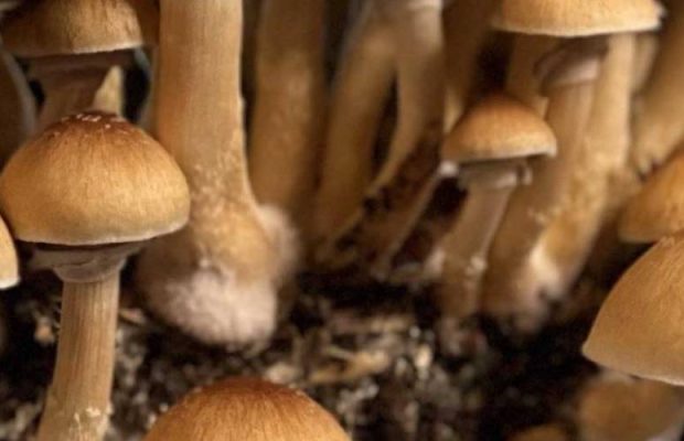 Mammoth Mushrooms