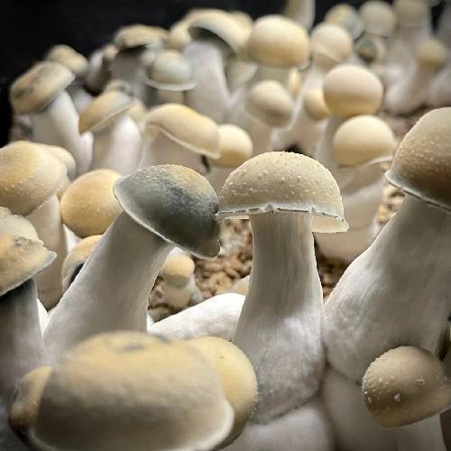 Albino_Penis_Envy_Mushroom
