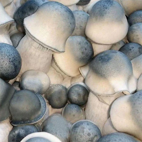 Albino_Penis_Envy_Mushrooms
