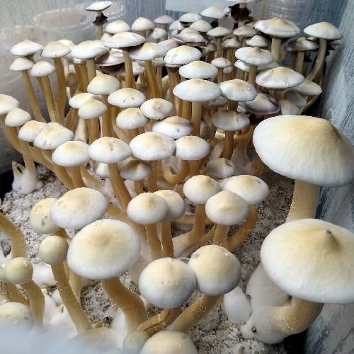 Golden Teacher Spores