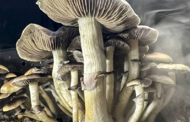 Golden Teacher Spores