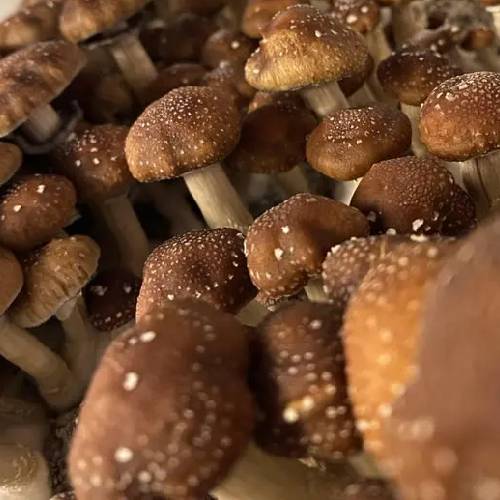 taman negara mushroom
