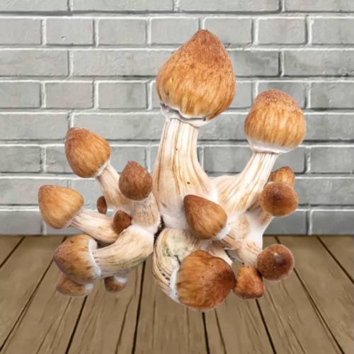 Penis envy mushroom