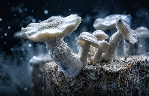 Albino Bluey Vuitton (ABV) Isolated Spore vs Other Spores_ What's the Difference_